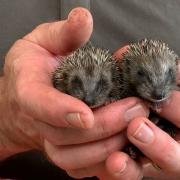Needles and Pins, two baby hedgehogs, looked after by Robert Fuller, who became famous across the world
