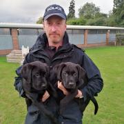 Head of North Yorkshire Police Dog Section, Sergeant Simon Whitby with puppies Bert and Ollie