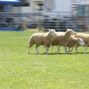 Sheep, Dog, Sheepdog, Border, Collie, Border Collie, working, herding, herd, friend, helper, farm, ranch, livestock, breed, pen, paddock, flock,