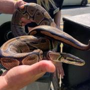 One of the Royal Python snakes found in Falsgrave, Scarborough