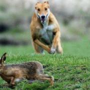 North Yorkshire Police have vowed to cut down on hare coursing with the help of tough new legislation