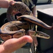 Samuel Thomas Newton has been banned from owning reptiles for seven years after he pleaded guilty to abandoning three Royal Python snakes in a public bin in Scarborough