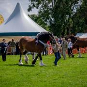 A look back at the 2019 Rosedale show. Picture: Patrick Chambers
