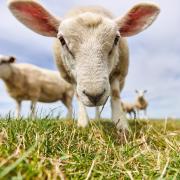 Body Condition Scoring in sheep: What you need to know