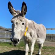 Donkey to take part in Palm Sunday procession in Malton