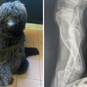 A family from Scarborough are urging the public to help save their dog, George, who needs a lifesaving operation