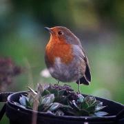 A garden centre in North Yorkshire is urging residents to get their gardens ready ahead of the world’s biggest annual wildlife survey