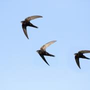 A group in Pickering is offering boxes in a bid to home swifts across the town