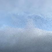 The starling murmuration at Ripon City Wetlands, attracting up to 250,000 birds, has been causing quite a stir