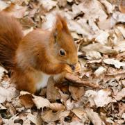 Red squirrel by Nick Fletcher