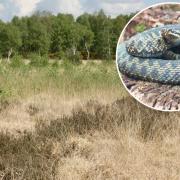 Adders have been spotted in Strensall Common