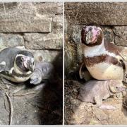 The penguin chick has been born at Sewerby Hall and Gardens