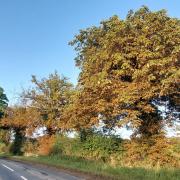 Beautiful trees near Eddlethorpe