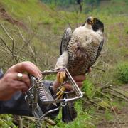 THE head of the North York Moors National Park has hit out at new incidents of raptor persecution