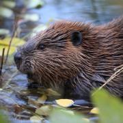 Beavers could be reintroduced to the River Ouse