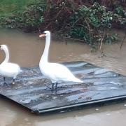 Swans take refuge on the River Derwent in Malton.