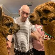 Residents at Norton care home are visited by local alpacas