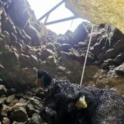 A calf is rescued from a 'windy hole' by farrier Richard Edwards