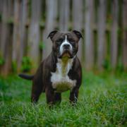 An example of a Staffordshire bull terrier