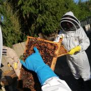 Malton and District Beekeepers' Association can teach you all you need to know to start beekeeping and reap the benefits.