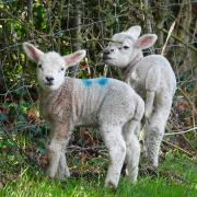 first lambs of the year