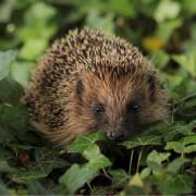 Hedgehogs are starting to emerge from hibernation