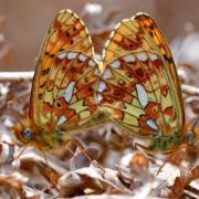 THIS amazing photo was taken by David Swann and features a photo of mating Pearl Bordered Fritillaries.