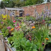 Scampston to host Annual Plant Fair on Sunday June 2