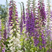 Herbalists of old knew that digitalis, derived from foxgloves, could be used to treat “congestion of the heart” as they would have known it