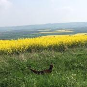 Pleasant view of pheasant in the Vale of York by Jenny stead
