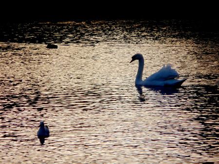 Mute Swan and ducks at Beck Mills Pond in Norton, Malton, by Nick Fletcher.