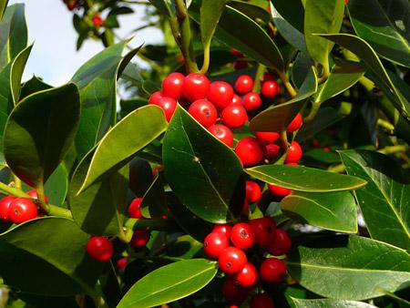 Holly Berries by Nick fletcher.