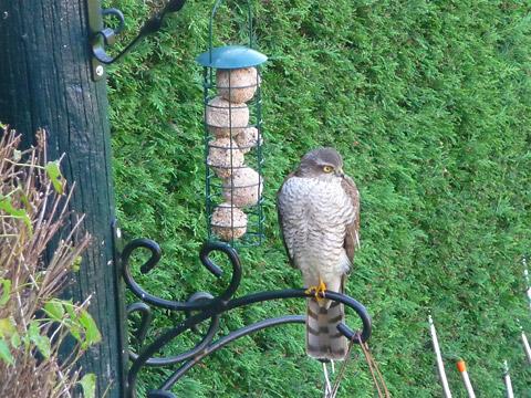 Sparrowhawk on a bird feeder by Nick Fletcher.