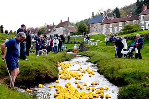 Ducks fill the beck at Hutton-le-Hole for Save The Children's Olympic Duck Derby.