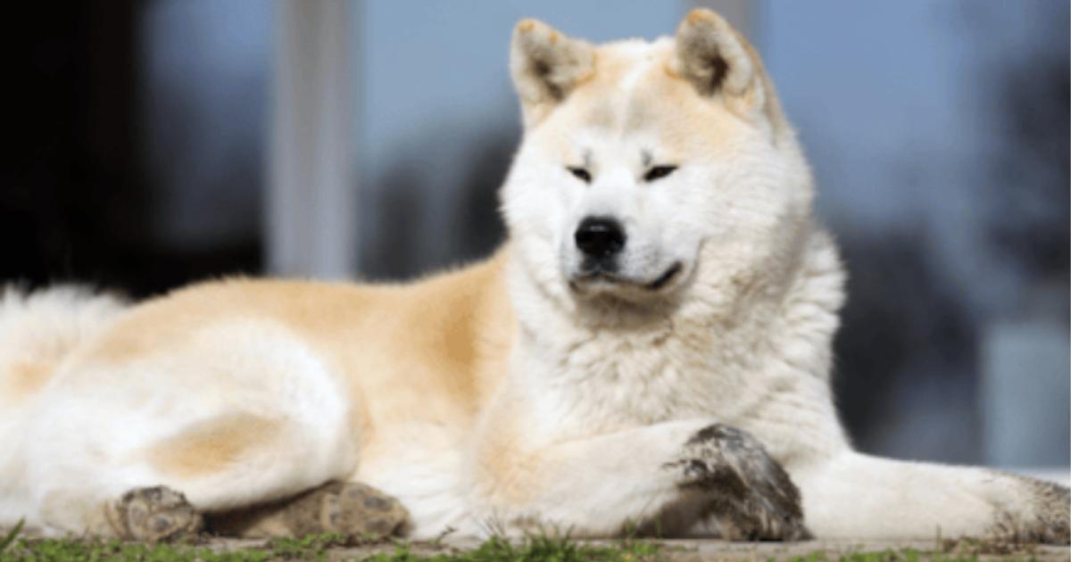 York man fined four-figure sum after letting 'aggressive' Akita dog stray