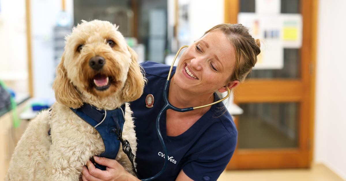 Bedale vet launches a new pet healthcare plan with unlimited consultations