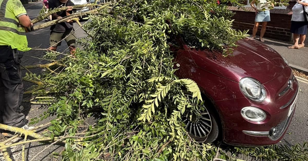 'All I saw was green!' - York woman's lucky escape after tree hits car