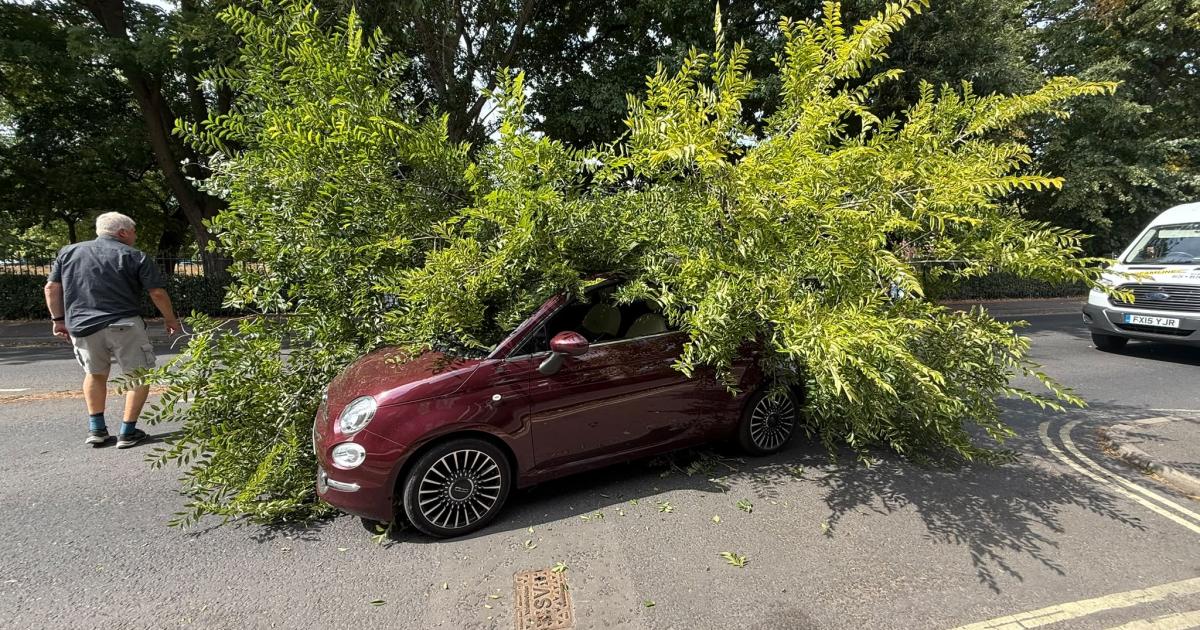 Tree falls on car in major York road