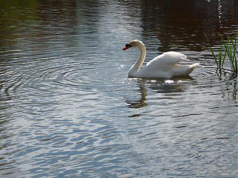 Mute Swan on Beck Mills pond in Norton, Malton by Nick Fletcher