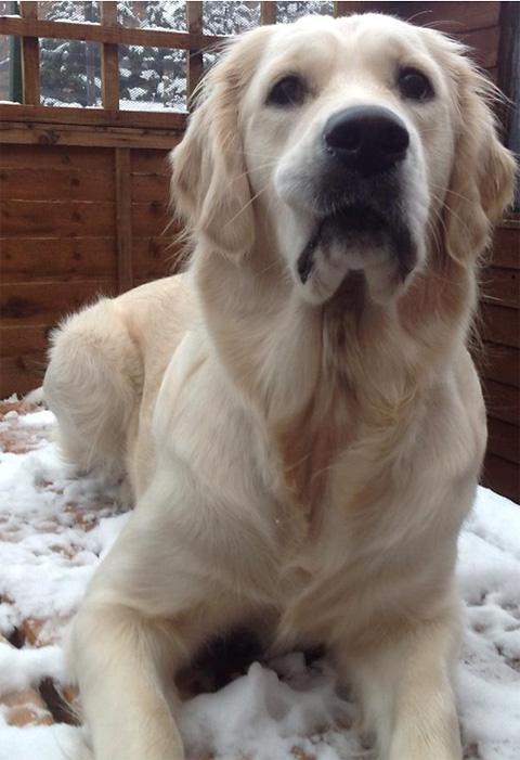 Bessie, an 11 month old Golden Retriever, samples snow for the first time. Picture by Jill Charters, Norton
