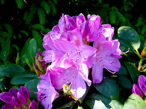 Rhododendron by Nick Fletcher