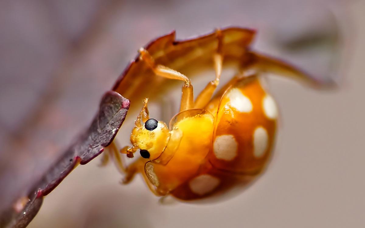 Orange ladybird by Graham Piercy
