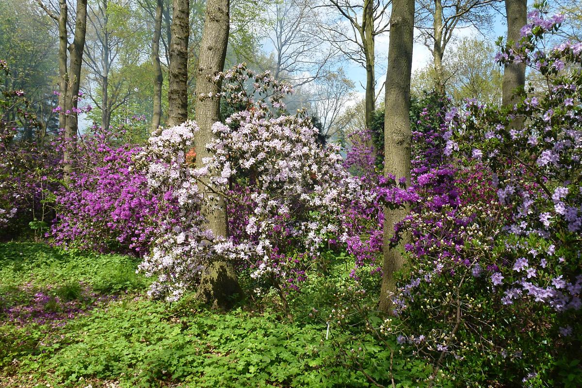 A splash of colour in the woods by John Smith, Swinton