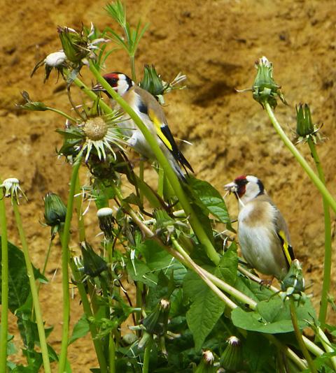 A pair of goldfinches feeding on the dandelion seeds in Mrs A Chouler's garden in Newbridge.