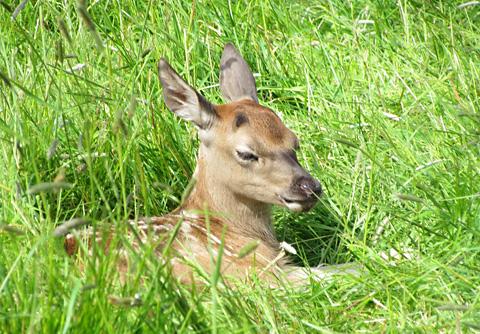  Baby deer at Sledmere House, deer park and farm open day by Jan Simpson of Stillington