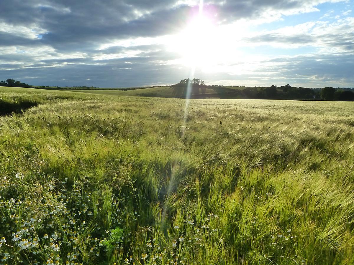 Barley field near Norton by Nick Fletcher