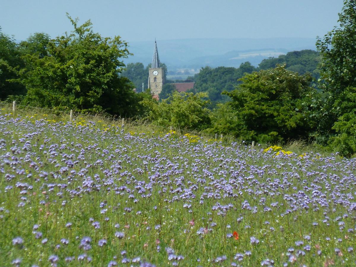 Wild flowers in the conservation area, Scots Hill, Norton, by Nick Fletcher