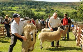 The Rosedale Show is set to return this year. Pictured: A past Rosedale Show - Kevin Adams, left, with ID Watson's winning female mule Gimmer Lamb. Picture David Harrison.