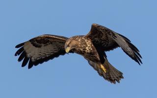 A buzzard has been illegally shot and killed in the North York Moors National Park