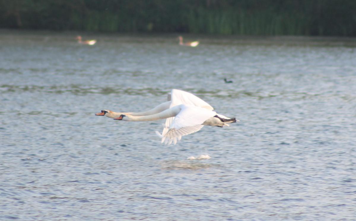 Swan flying over The Great Lake at Castle Howard by Sarah Bowker